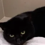 KOT Z INTERWENCJI DNIA 12.11.2024