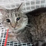 KOTKA ZNALEZIONA DNIA 13.11.2024