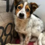 Szczeniaki Podrostki