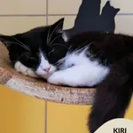 Kiri