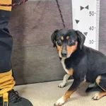 Przyjęty: 2024-11-18 Gmina: Brzeszcze Płeć: Pies Opis: mieszaniec, tricolor