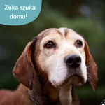 Zuka