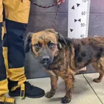 Przyjęty: 2024-11-18 Gmina: Czernichów Płeć: Suka Opis: mieszaniec, brązowo - czarne