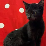 Imię: Zezolka Czip: 616093902542197 Płeć: samica Wiek: maj 2024 Wielkość: typowa Kastracja/sterylizacja: kociak Inne Koty: Akceptuje towarzystwo innych kotów Dzieci: W wieku szkolnym Charakter: Zezolk