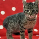 Imię: Mucha Czip: 616093902550390 Płeć: samica Wiek: wrzesień 2024 Wielkość: typowa Kastracja/sterylizacja: kociak Inne Koty: Akceptuje towarzystwo innych kotów Dzieci: W wieku szkolnym Charakter: Muc