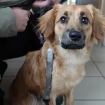 PIES ZNALEZIONY DNIA 20.11.2024