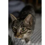 Znaleziono kota, Białystok, 16 września 2024