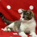 Imię: Łatka Czip: 616093902545954 Płeć: samica Wiek: kwiecień 2024 Wielkość: typowa Kastracja/sterylizacja: kociak Inne Koty: Akceptuje towarzystwo innych kotów Dzieci: W wieku szkolnym Charakter: Łat