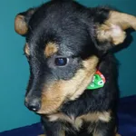 Ferrari Tkwi W Domu Psiego Dziecka Tęskniąc Za Własnym Człowiekiem