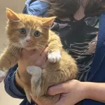 Kocurek poz. 24/796/K