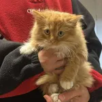 Kocurek poz. 24/795/K