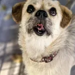 Błąkał Się Od Kilku Miesięcy W Gm. Grabów Nad Pilicą