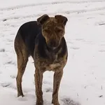 Szuka Właściciela Lub Nowego Domu!!! W miejscowości Cisie, na ul. Jesiennej, od kilku dni błąka się pies. Najprawdopodobniej zostały porzucone przez dotychczasowego właściciela.