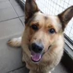 PIES Z INTERWENCJI DNIA 22.11.2024