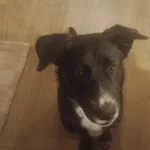 Oreo - wesoły, przyjazny SZCZENIAK szuka domu!