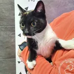 Imię: Przyjęty: 2024-10-21 Płeć: Kotka Opis: europejska, tricolor Wiek: ok. 4 lata