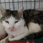 Znaleziono kota, Toruń, 21 listopada 2024