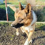 Pies do adopcji, Racławice, 23 listopada 2024