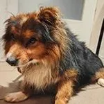 pies, tri kolor, 10 lat, brak chipa Miejsce znalezienia: ul. Starowiejska Znaleziono dnia: 2024-11-22