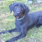 Prima to suka przywieziona w dniu 28.10.2024r z terenu gm. Drohiczyn, średnia, miła, wesoła