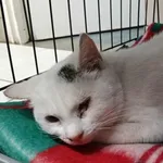 Znaleziono kota, Toruń, 21 listopada 2024