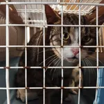 Kocurek poz. 24/802/K