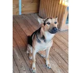 Znaleziono psa, Białystok, 25 listopada 2024