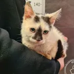 Imię: Przyjęty: 2024-11-06 Płeć: Kocur Opis: europejska, biało-czarna Wiek: ok. 4.5 msc