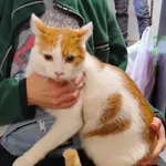 Znaleziono kota, Toruń, 23 listopada 2024