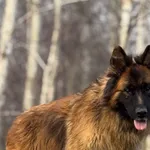 Imię: Ralf Czip: 616093902530127 Płeć: samiec Wiek: styczeń 2020 Wielkość: duża Kastracja/sterylizacja: tak Inne Psy: Akceptuje towarzystwo innych zwierząt Dzieci: W wieku szkolnym Charakter: Ralf to 