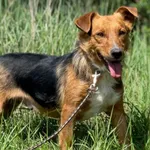 Imię: Fela Czip: 616093902532875 Płeć: samica Wiek: styczeń 2022 Wielkość: mała Kastracja/sterylizacja: tak Inne Psy: Akceptuje towarzystwo innych zwierząt Dzieci: W wieku szkolnym Charakter: Fela to 