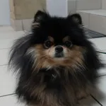 SUCZKA Z INTERWENCJI POLICJI  DNIA 27.11.2024