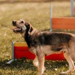 Gapek 616093902899503