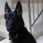 SUCZKA Z INTERWENCJI 27.11.2024