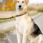 Baster - kochany, niekonfliktowy PSI DZIECIAK  