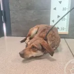 Przyjęty: 2024-11-27 Gmina: Morawica Płeć: Suka Opis: mieszaniec, brązowe