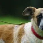 Imię: Inka Chip: 616093902542037 Płeć : Samica Wiek: Styczeń 2022 Wielkość: mała Kastracja/sterylizacja: tak Dzieci: w wieku szkolnym Inne Psy: akceptuje towarzystwo innych psów Charakter: Inka to prz