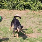 Zaginął pies, Łódź, 28 listopada 2024