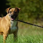 Imię: Reks Czip: 616093902529838 Płeć: samiec Wiek: styczeń 2015 Wielkość: mała Kastracja/sterylizacja: tak Inne Psy: Akceptuje towarzystwo innych zwierząt Dzieci: W wieku szkolnym Charakter: Reks to 