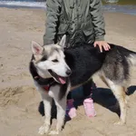 Zaginął pies mieszaniec husky 