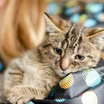 12 tygodniowy kociak Puchatek szuka domu!