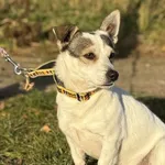 Imię: Placek Chip: 616093902545978 Płeć : Samiec Wiek: Styczeń 2020 Wielkość: mała Dzieci: w wieku szkolnym Kastracja/sterylizacja: tak Inne Psy: akceptuje inne psy Charakter: Placek to psiak który je