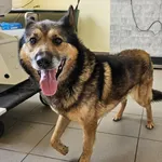 Pies do adopcji, Choszczno, 23 sierpnia 2024