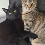 Zaginął kot, Mechowo, 29 listopada 2024