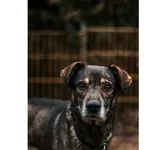 Znaleziono psa, Białystok, 4 listopada 2024