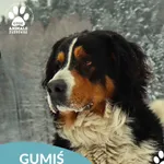 Znaleziono psa, Dąbrówka, 14 stycznia 2026