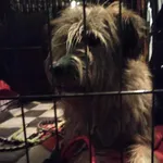 Znaleziono psa, Sosnowiec, 20 listopada 2024