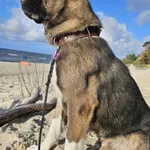 Zaginął pies, Łódź, 29 listopada 2024