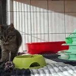 Kot do adopcji, Orzechowce, 29 listopada 2024