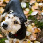 04.10.2024 - Tartaczna